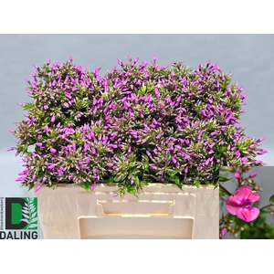 Phlox P Pink Eyes