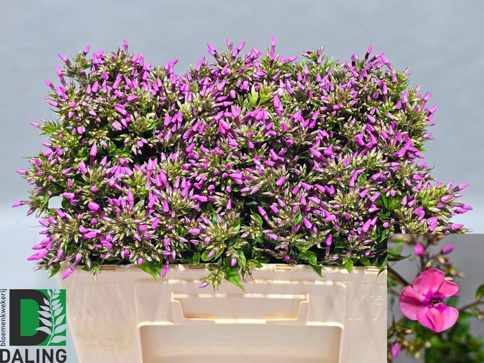 <h4>Phlox P Pink Eyes</h4>