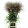 Miscanthus Punktgen Red