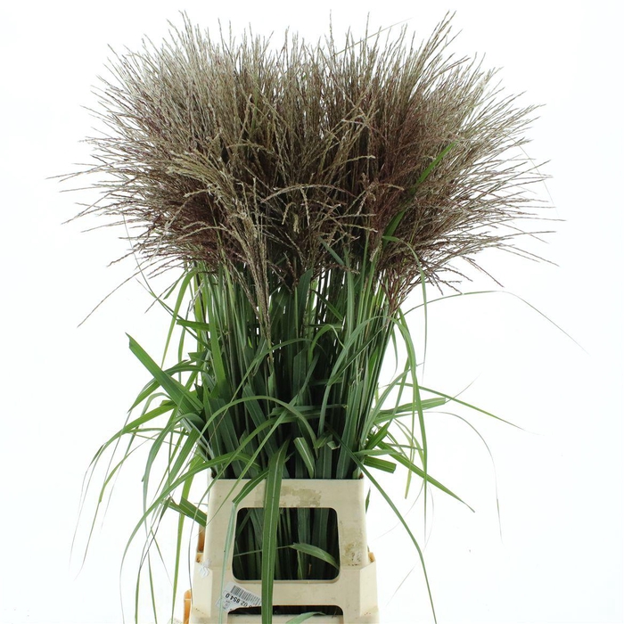 <h4>Miscanthus Punktgen Red</h4>