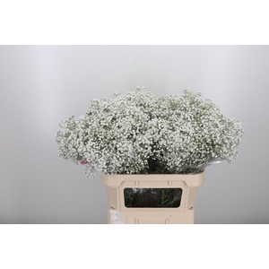 Gypsophila Hora