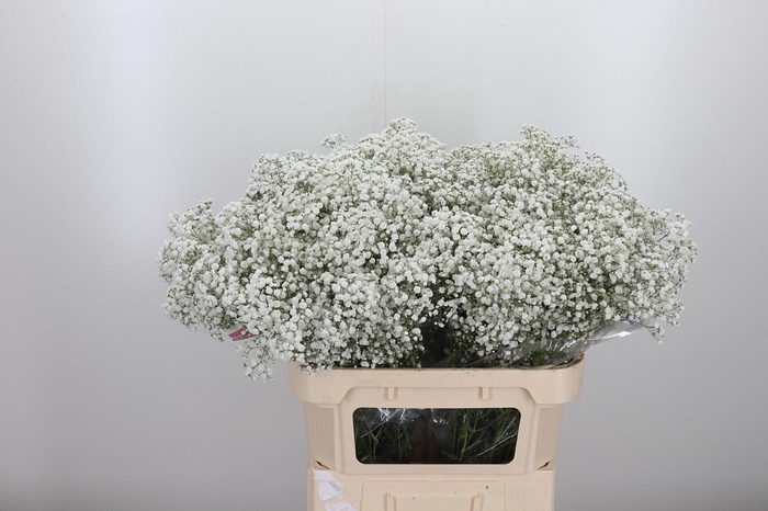 <h4>Gypsophila Hora</h4>