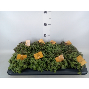 Callisia repens 'Turtle'