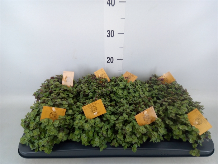 <h4>Callisia repens 'Turtle'</h4>