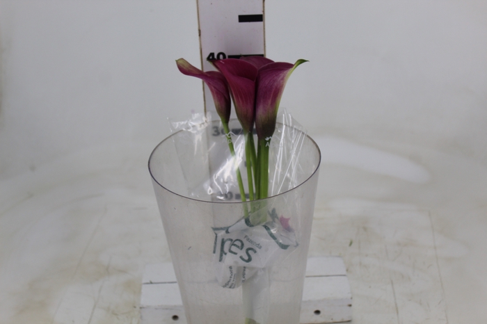 <h4>CALLA ROMANCE 040 CM</h4>