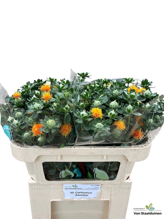 <h4>CARTH T ZANZIBAR</h4>