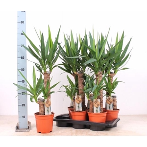 YUCCA