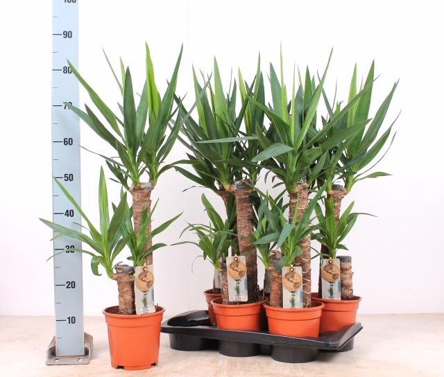 <h4>YUCCA</h4>