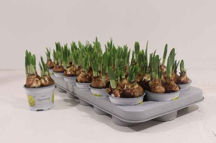 <h4>NARC O TETE A TETE</h4>