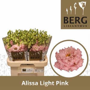 Eus G Alissa Light Pink