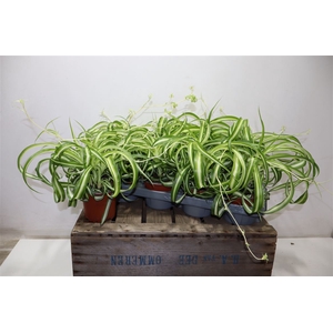 arr8 Chlor Com Bonnie