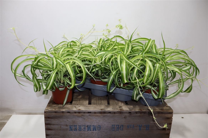 <h4>arr8 Chlor Com Bonnie</h4>