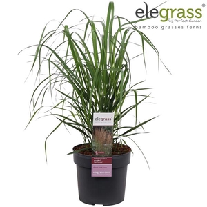 Calamagrostis x 'Karl Foerster' P19