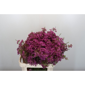 Chamelaucium Ariel
