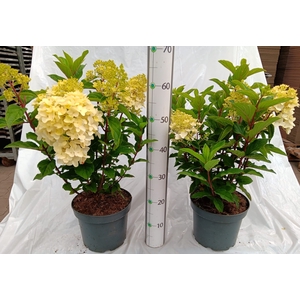 HYDR PANICULATA