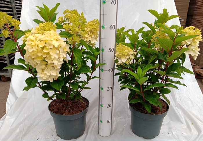 <h4>HYDR PANICULATA</h4>