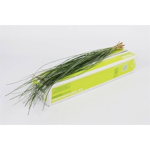 BEARGRASS  X 20 G.O.