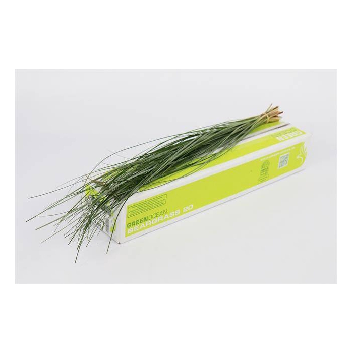 <h4>BEARGRASS  X 20 G.O.</h4>
