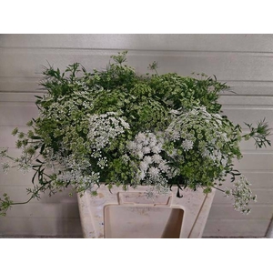 AMMI MAJUS