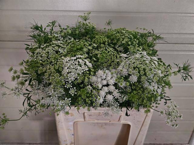 <h4>AMMI MAJUS</h4>
