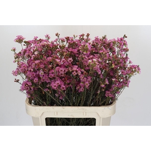 Chamelaucium Late Purple