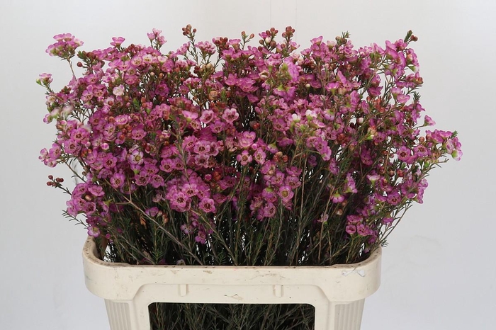 <h4>Chamelaucium Late Purple</h4>