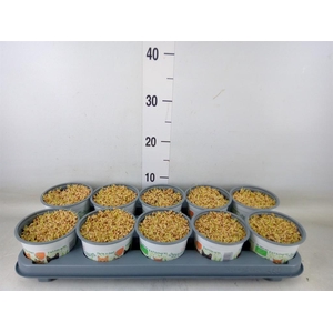 Hordeum sp.   ...kattegras zaai