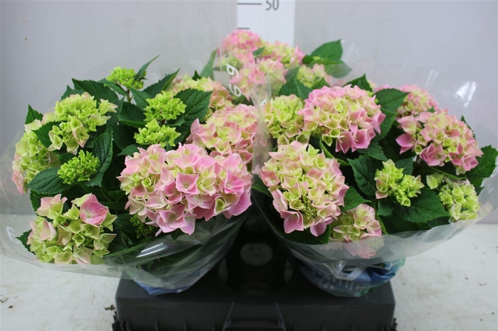 <h4>Hydrangea Ankong Roze 9-10</h4>