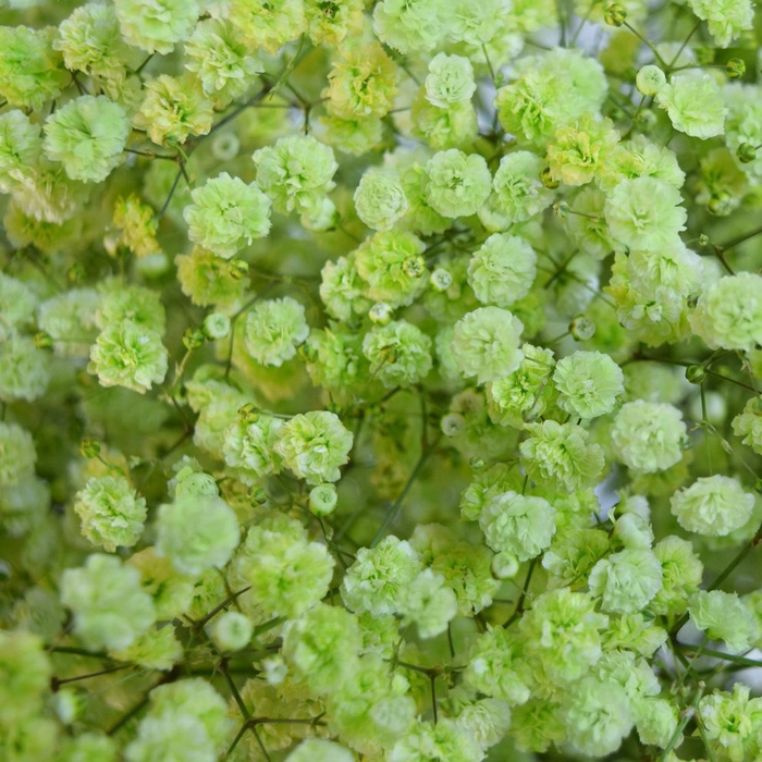 <h4>GYPS PA TINTED LIGHT GREEN Tessa</h4>