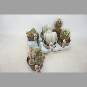 CACTUS GEM