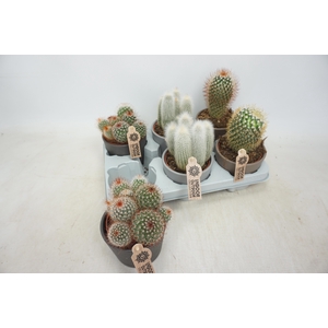 CACTUS GEM
