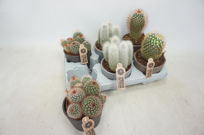 <h4>CACTUS GEM</h4>