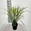Miscanthus sinensis Strictus