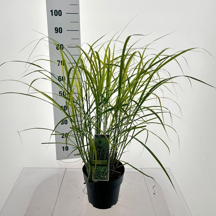 Miscanthus sinensis Strictus