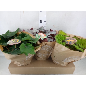 Begonia BD 'Beleaf'   ...mix