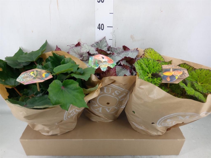 <h4>Begonia BD 'Beleaf'   ...mix</h4>