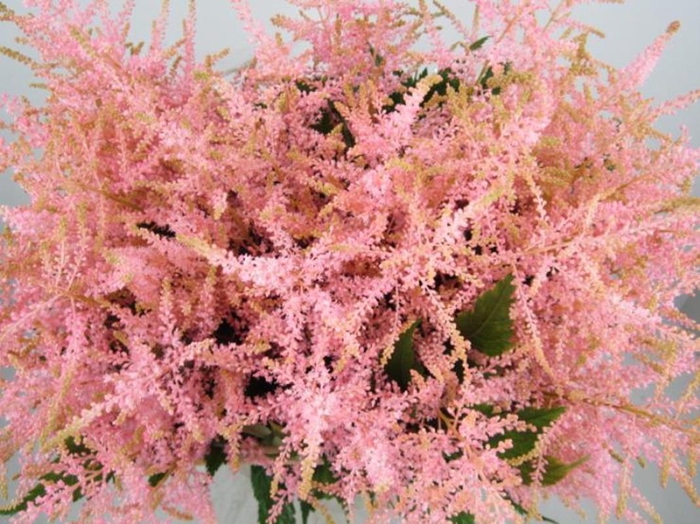 <h4>Astil G Sweet Rose</h4>