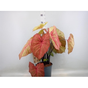 Caladium   ...
