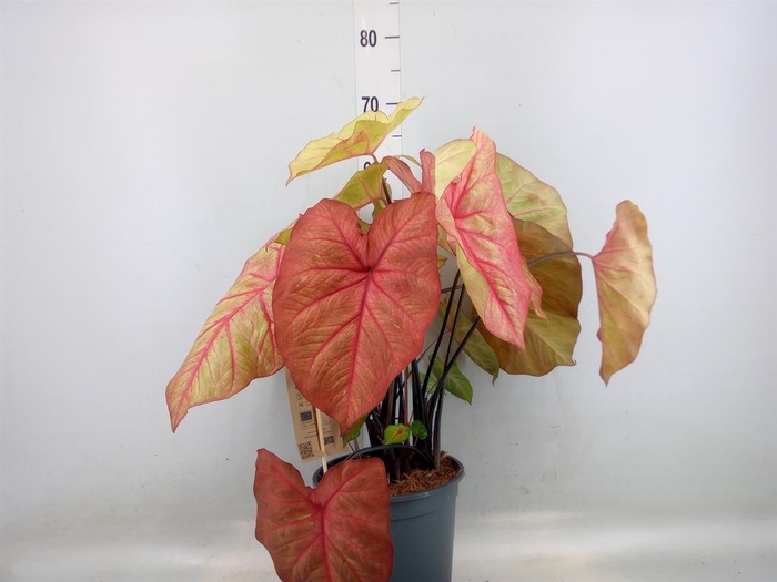 <h4>Caladium   ...</h4>