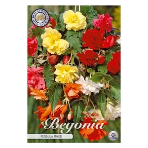 Begonia Pendula Mix x3 5/6