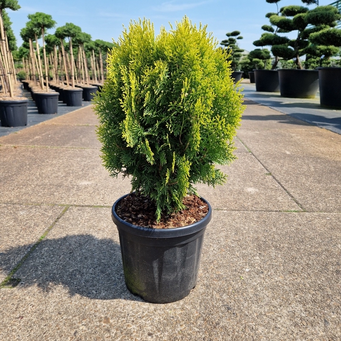 <h4>Thuja orient. 'Aurea Nana' C8</h4>