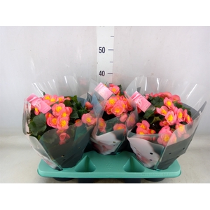 Begonia elat. HL 'Belove Peach'