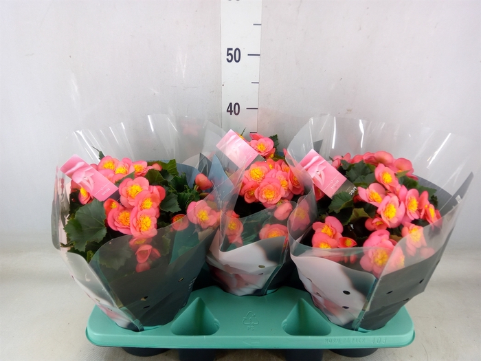 <h4>Begonia elat. HL 'Belove Peach'</h4>