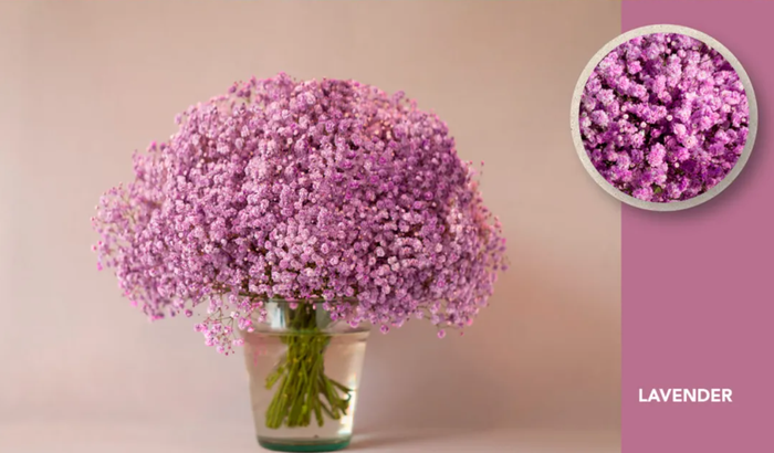 GYPS XLENCE TINTED LIGHT BLUE