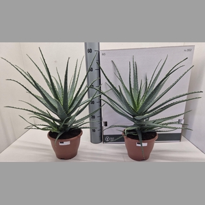 ALOE ARBORESCENS