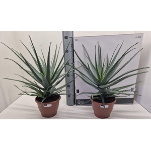 ALOE ARBORESCENS