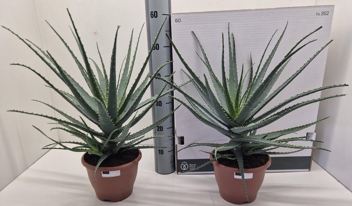 <h4>ALOE ARBORESCENS</h4>