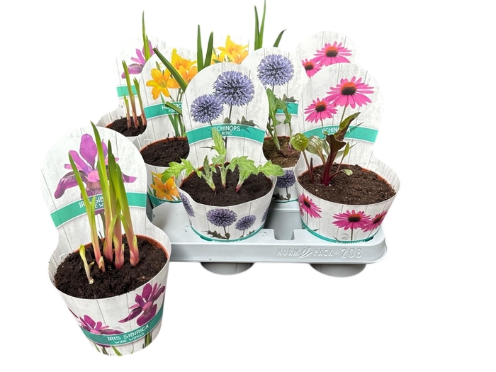 <h4>VASTE PLANTEN OV</h4>