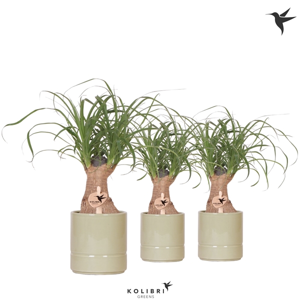<h4>Kolibri Greens Beaucarnea in Pastel pot green</h4>