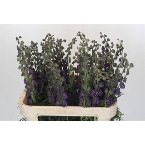 ACONITUM NAPELLUS PYRAMIDALE